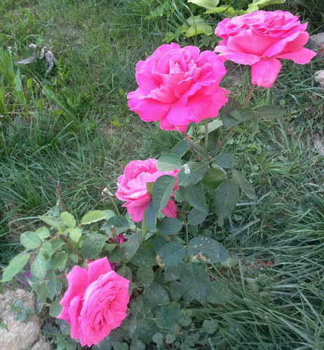 Розы в деревне Гончарово